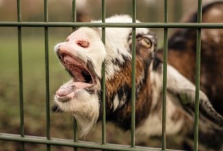 Rabies vs. Your Goat
